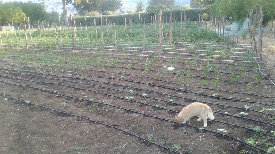 Willa Agriturismo Tre Santi Padula Zewnętrze zdjęcie